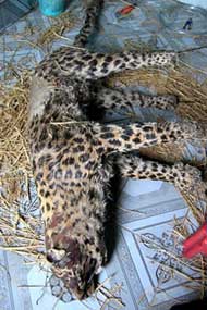 Un leopard murit.