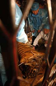 Specialistii incearca sa salveze un tigru.